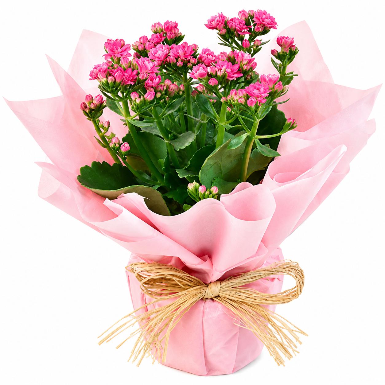 Kalanchoe decorada