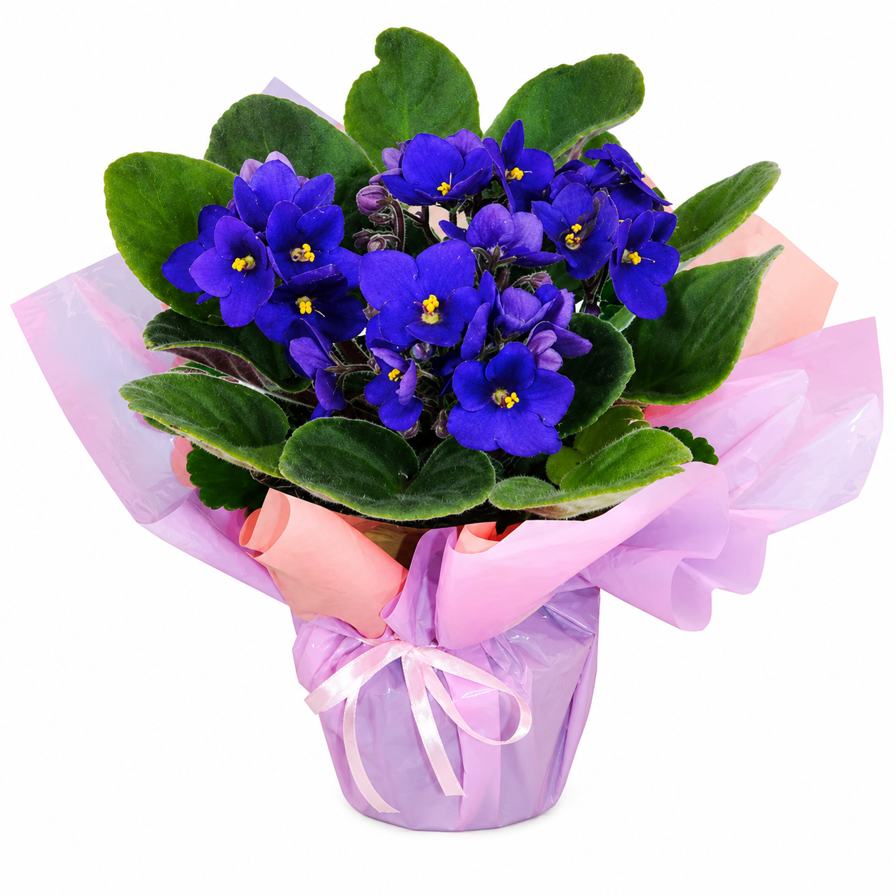 Violeta Plantada para Presente