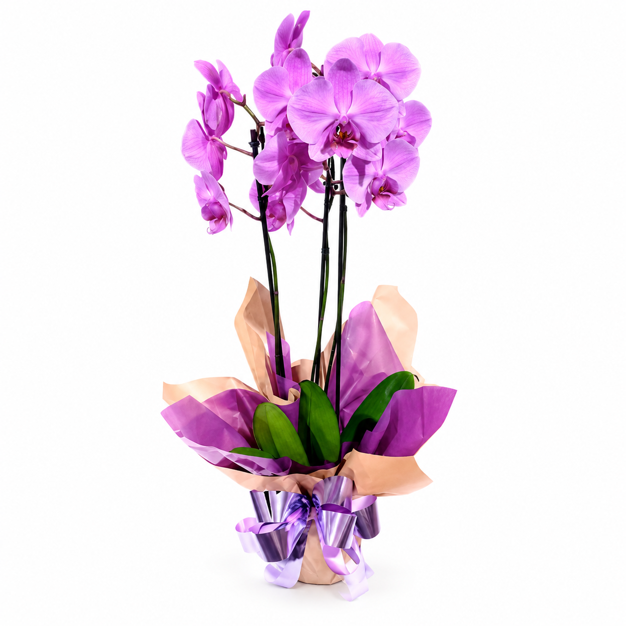 Orqu�dea Decorada