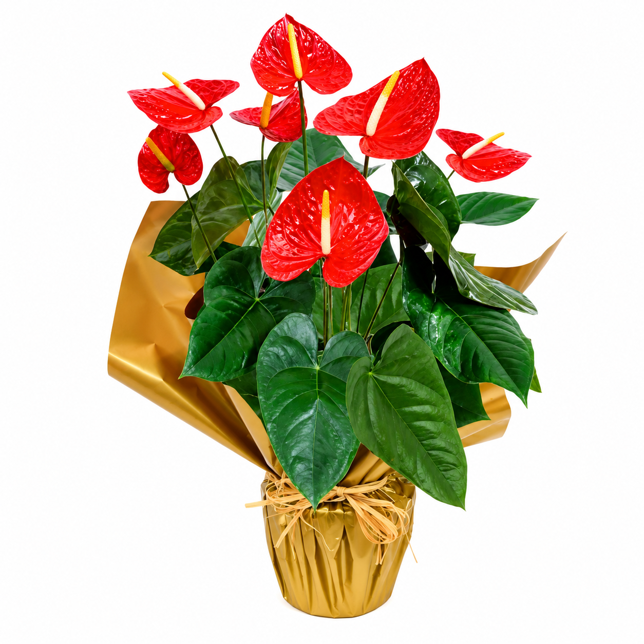 Ant�rio Vermelho Plantado
