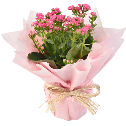 Kalanchoe decorada