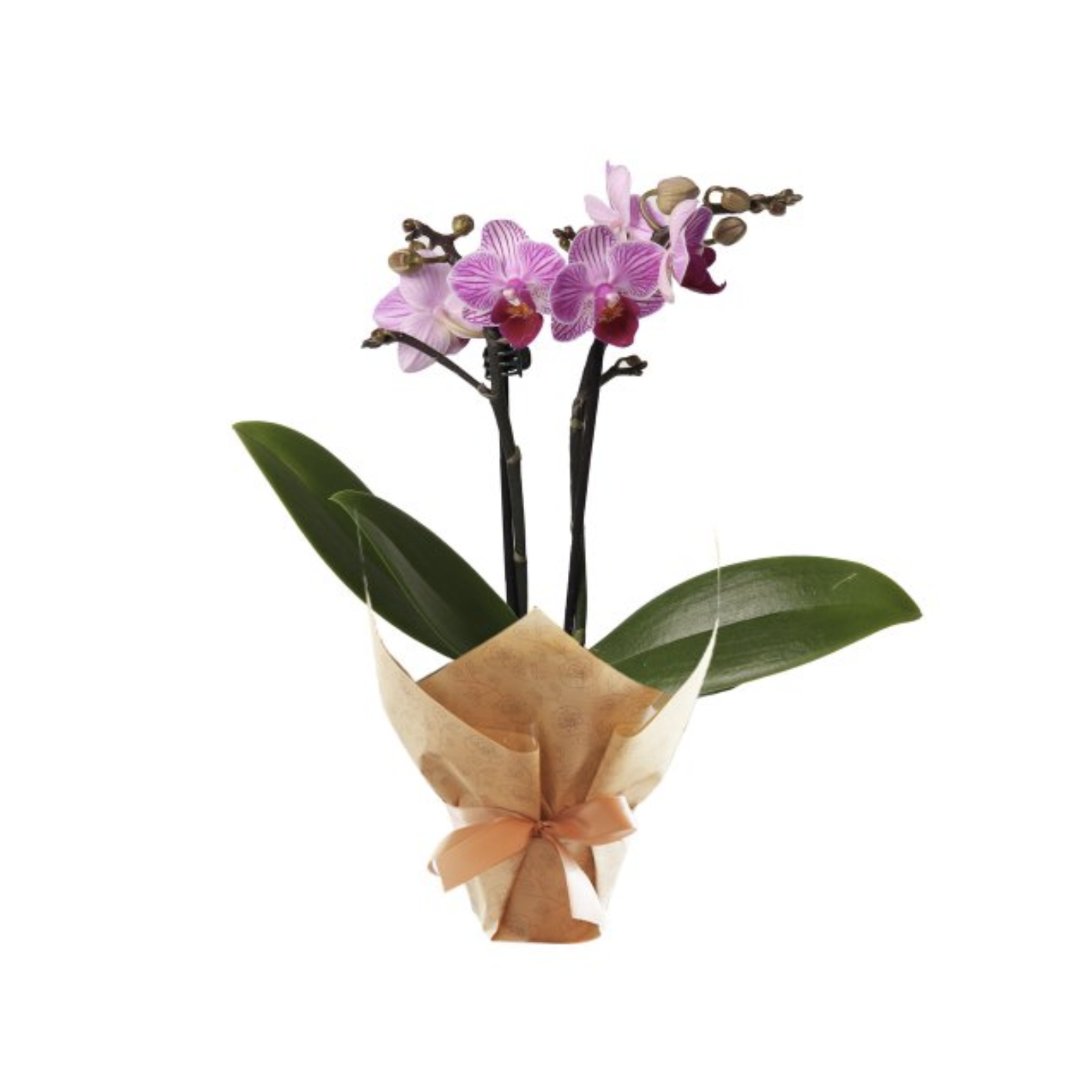 Mini Orqudea 3